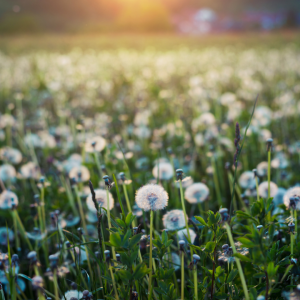 Two Dandelions field